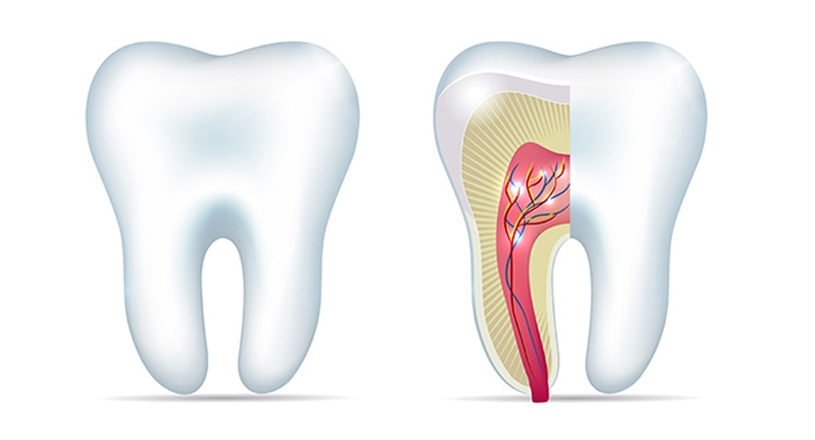 Endodontia